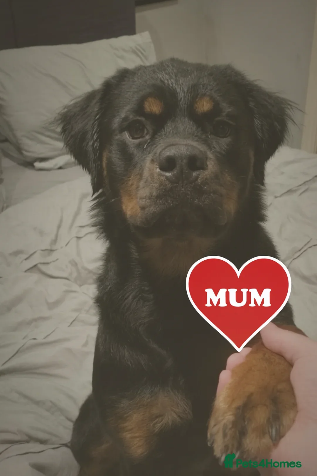Rottweiler dogs 🐾Fluffy Rottweiler Puppies – From Murphy & Kyra🐾 - Advert 1