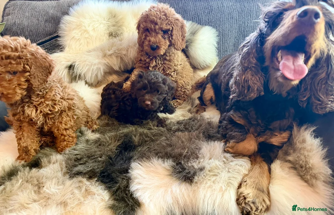 Cockapoo dogs for sale: Exceptional fb1 cockerpoos - Advert 17