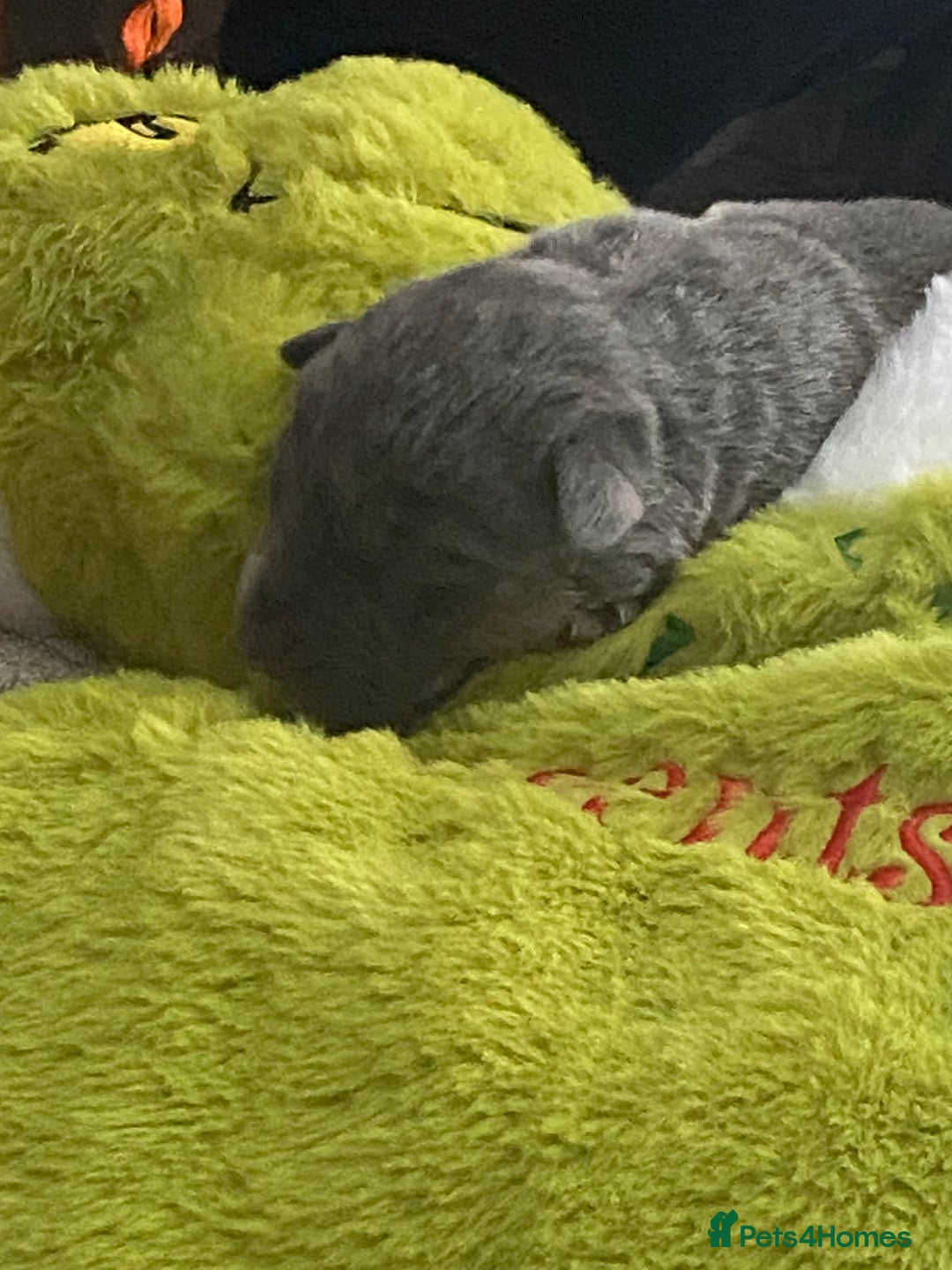 Mixed Breed dogs for sale: Can shepards - Advert 22