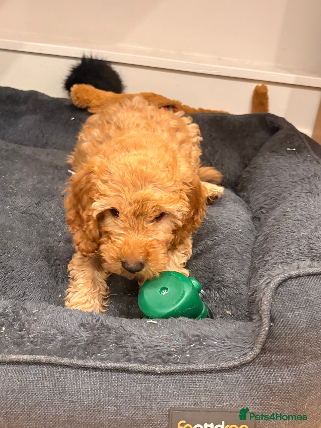 Cockapoo dogs for sale: Curly red cockapoo Peanut  - Advert 5