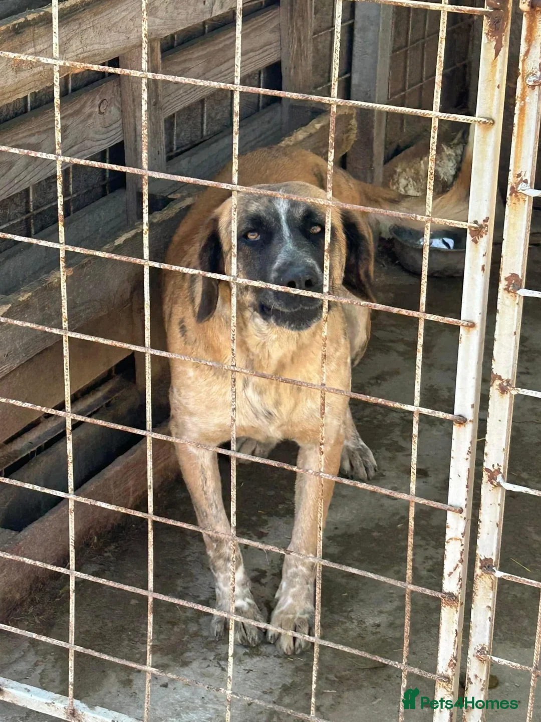 Mixed Breed dogs for adoption: Darcy - Norwich Norfolk  in Norwich - Advert 21