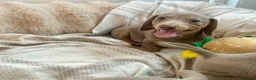Miniature Dachshund dogs for sale: Miniature Dutch hound puppies - Advert 6