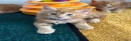 Maine Coon cats for sale: Stunning Red Kittens TICA reg  - Advert 4