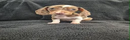 Miniature Dachshund dogs for sale: Miniature Dachshund READY NOW - Advert 9