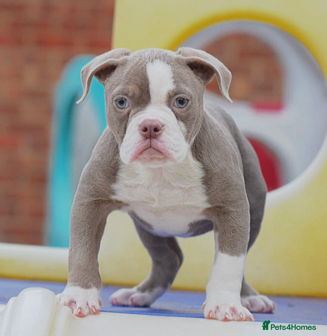 Old Tyme Bulldog dogs for sale: 5⭐️RATED COUNCIL APPROVED💥LICENSED 23 YEAR EXPERT - Advert 5