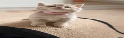 British Shorthair cats for sale: Loving Home-Raised British Shorthair Kittens - Advert 6