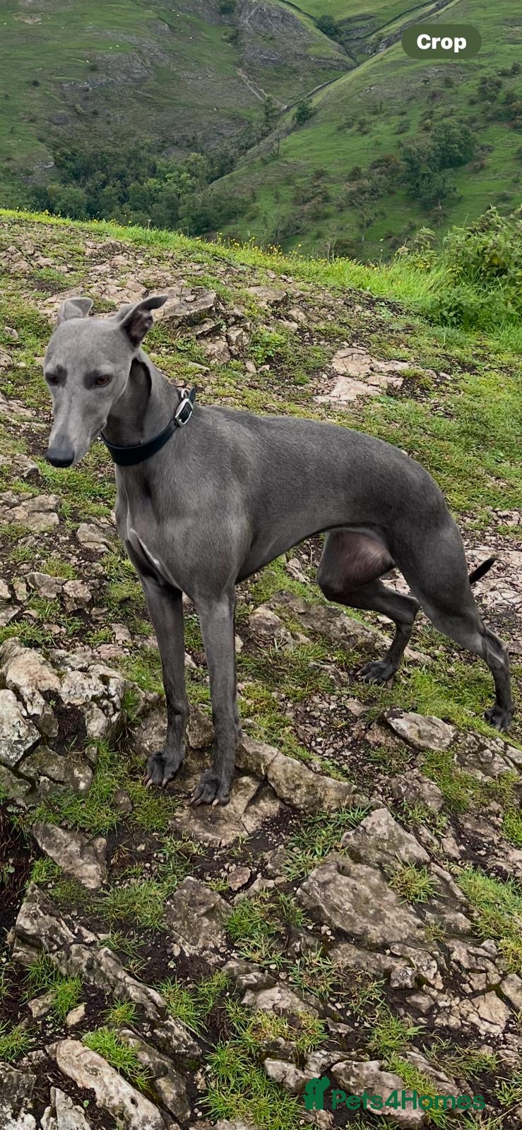 Whippet dogs Beautiful  KC whippet puppies  - Advert 2