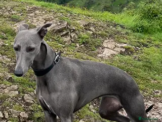 Whippet dogs Beautiful KC whippet puppies - Advert 4