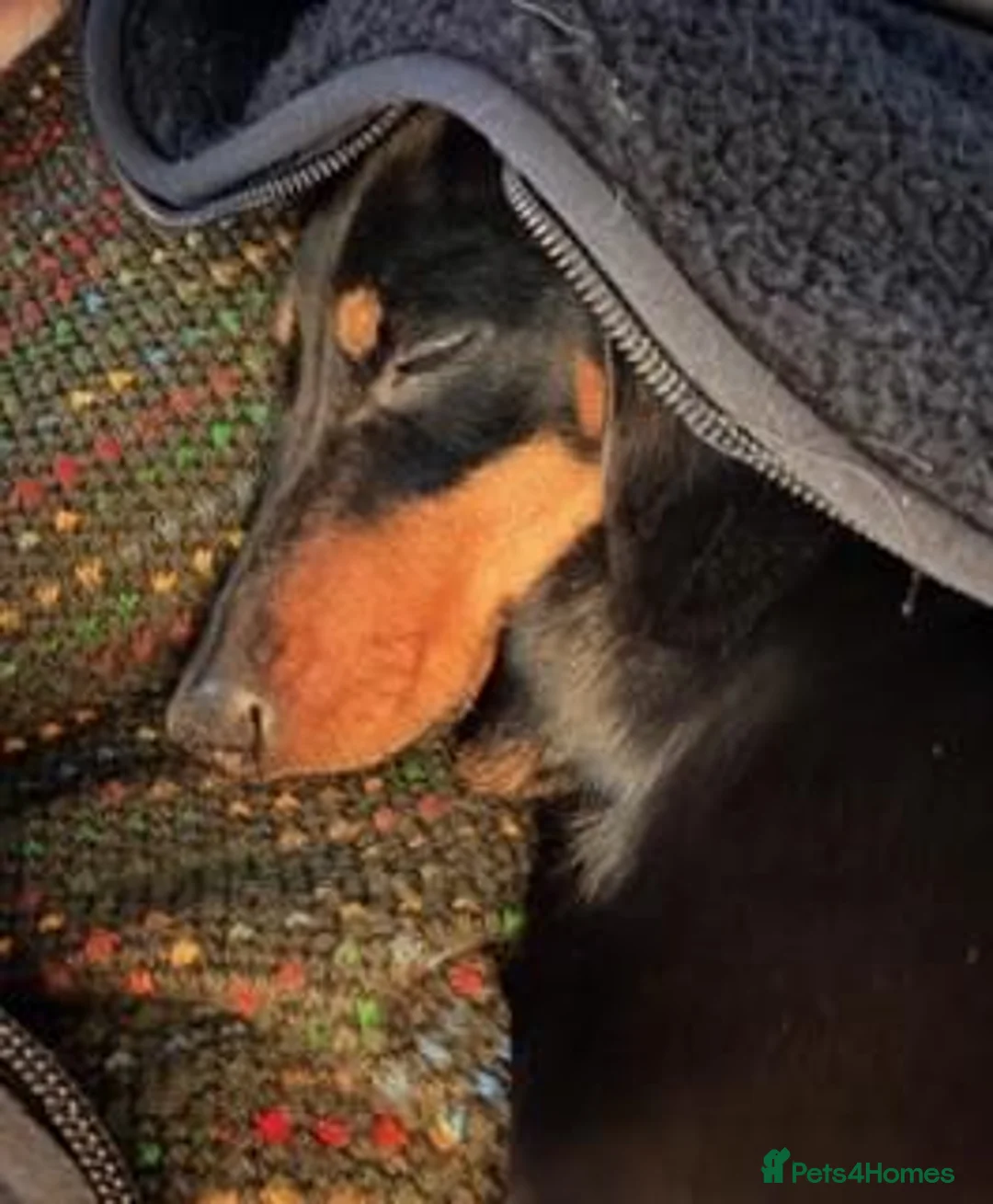 Miniature Dachshund dogs for sale: Female Black and Tan Smooth Hair Mini Dachshund - Advert 2