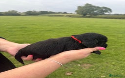 Cockapoo dogs for sale: Cockapoo puppies F1 READY TO LEAVE 🏡🥰 in Leicester - Image 26