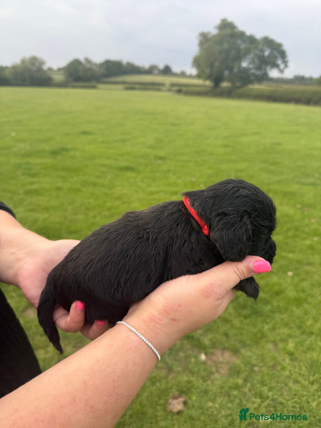 Cockapoo dogs for sale: Cockapoo puppies F1 READY TO LEAVE 🏡🥰 in Leicester - Image 26
