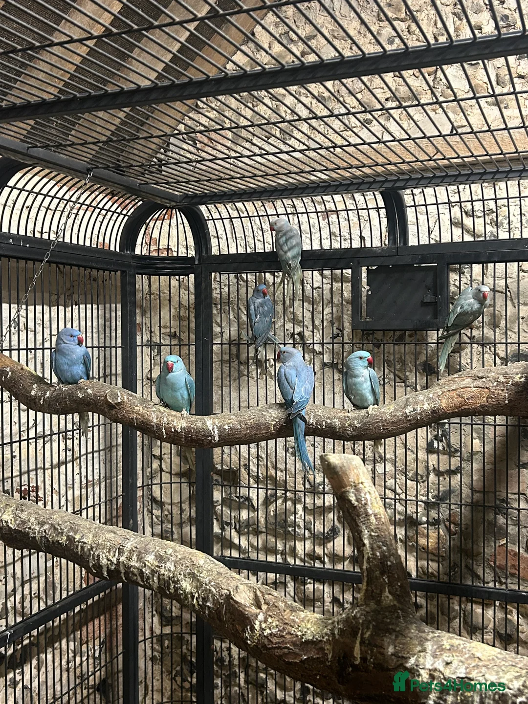 Ringnecks birds for sale: Ringneck parakeet  - Advert 1