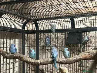 Ringnecks birds Ringneck parakeet - Advert 3