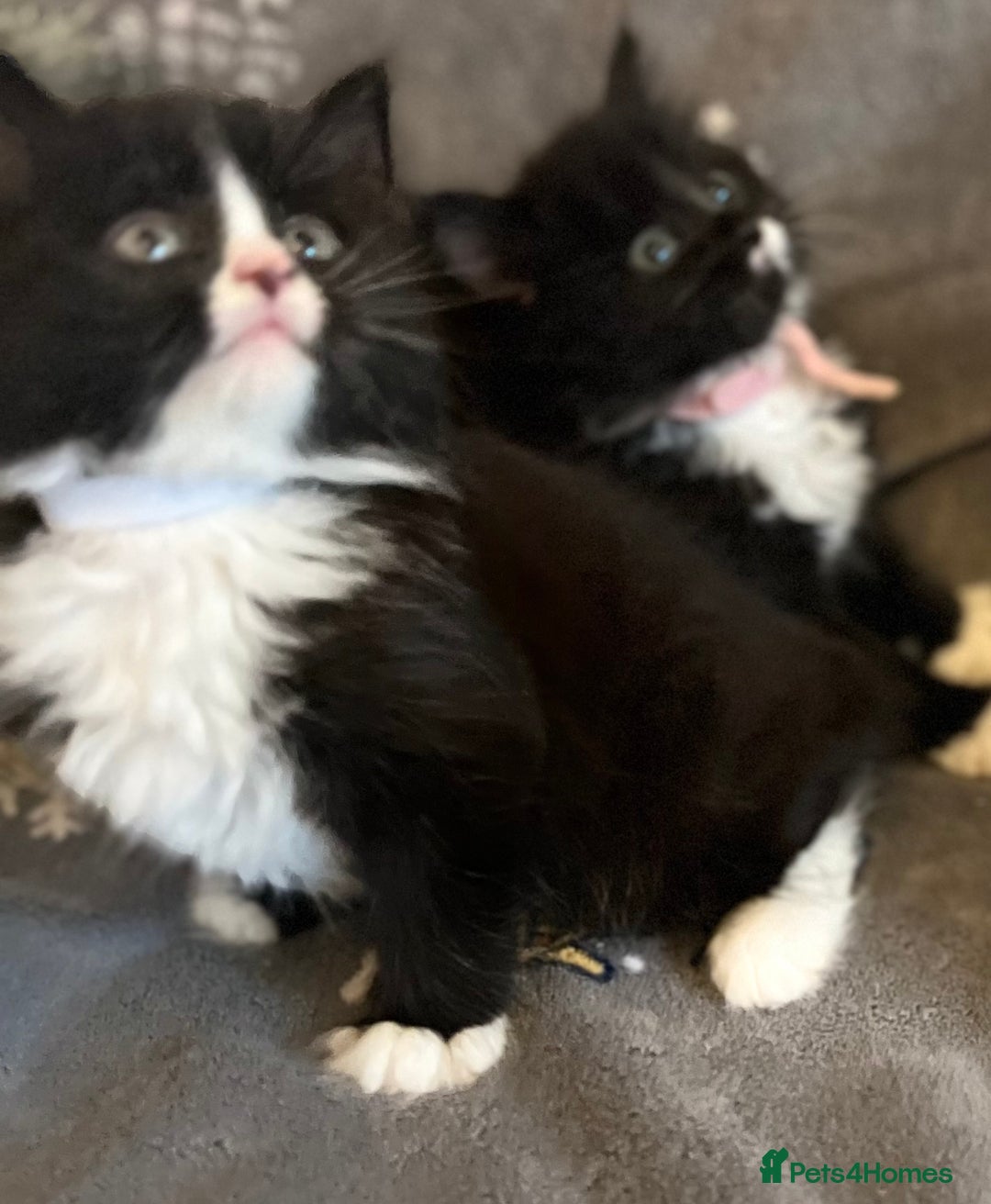 Mixed Breed cats for sale: Fluffy black and white kittens  - Advert 4