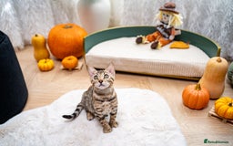 Bengal cats for sale: Bailey-TICA Bengal Girl, Excellent Genetic & Look - Image 15