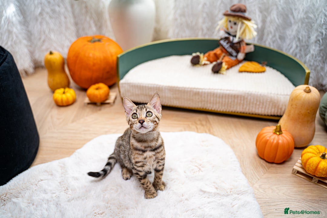 Bengal cats for sale: Bailey-TICA Bengal Girl, Excellent Genetic & Look - Image 15