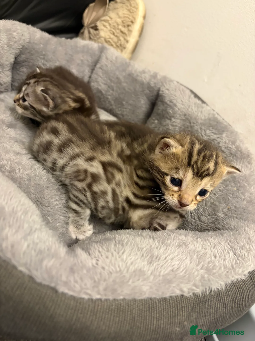Bengal cats for sale: 3 beautiful kittens  - Advert 10