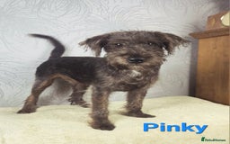 Australian Labradoodle dogs for sale: Australian Labradoodle × Fox Terrier Puppies - Image 35