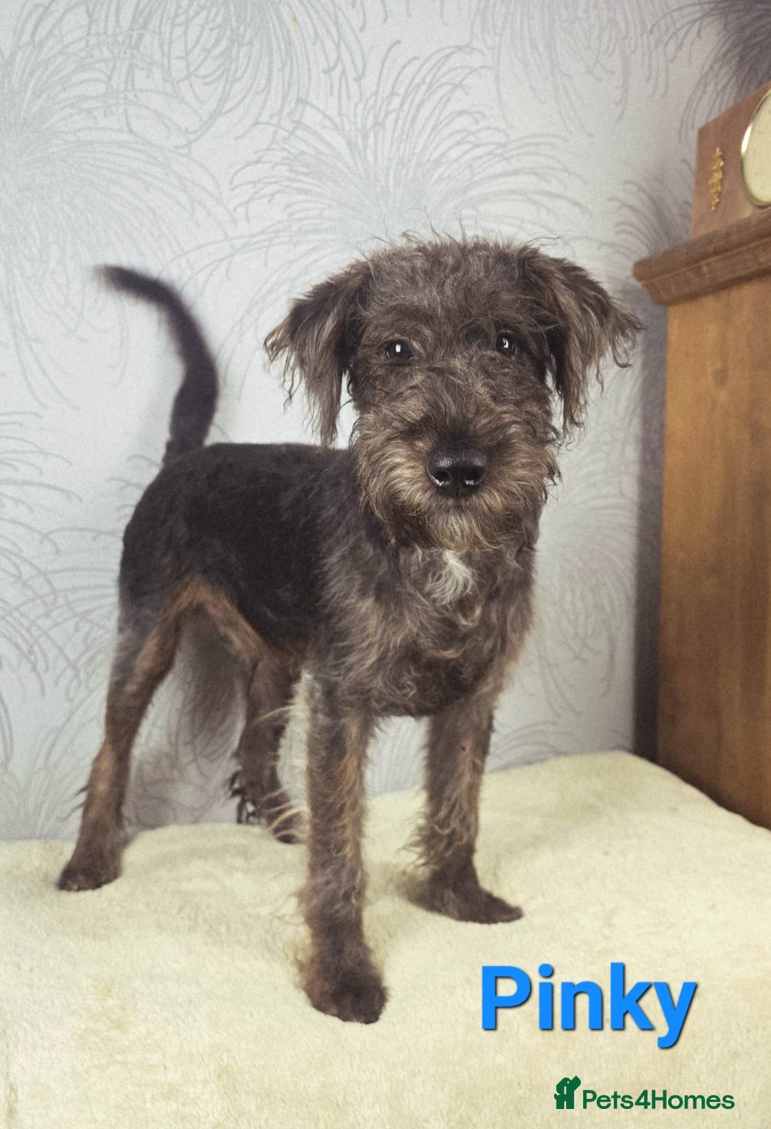 Australian Labradoodle dogs for sale: Australian Labradoodle × Fox Terrier Puppies - Image 35