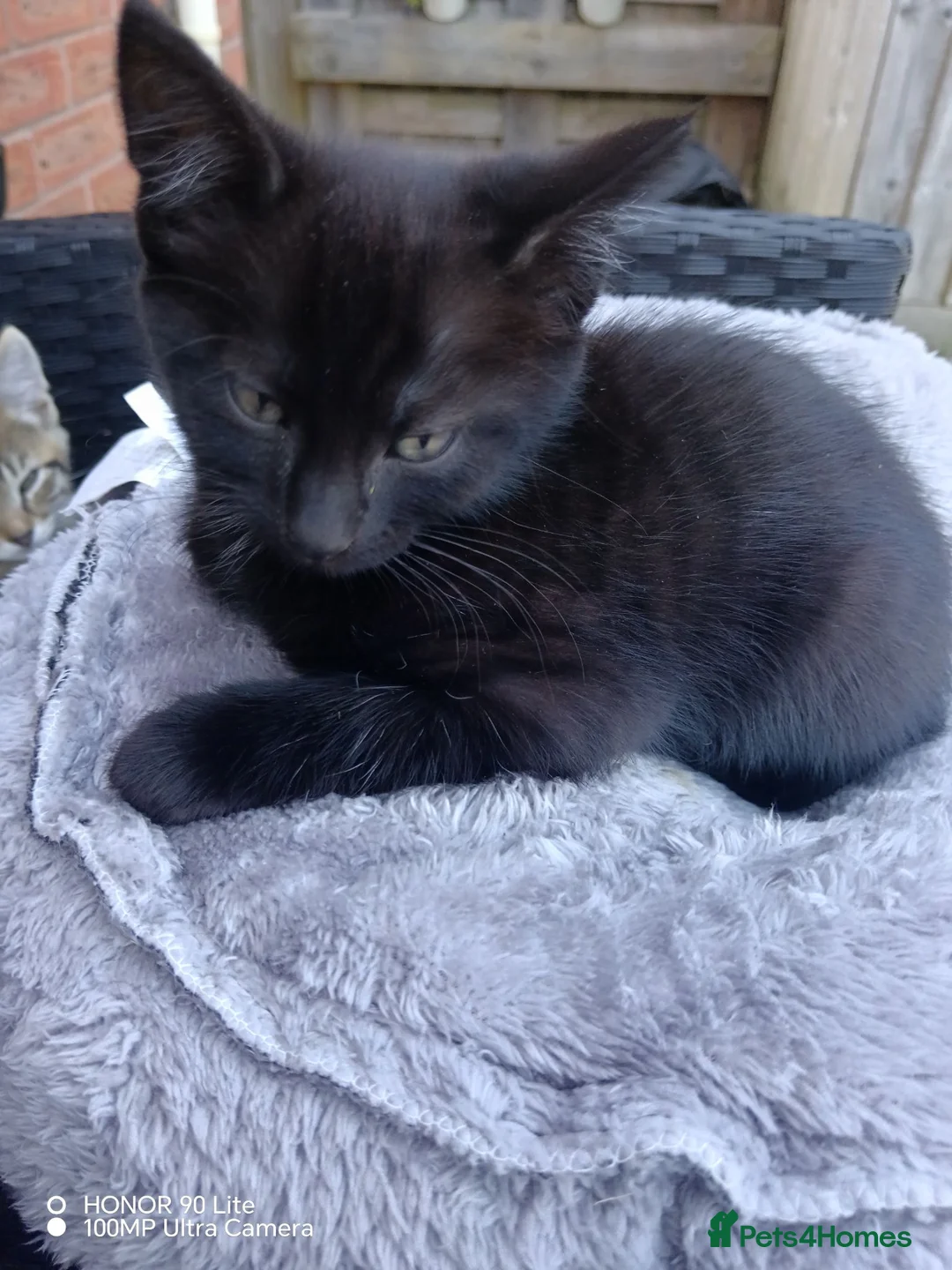 Mixed Breed cats for sale: Kittens –  **  🐾  in Leicester - Advert 2