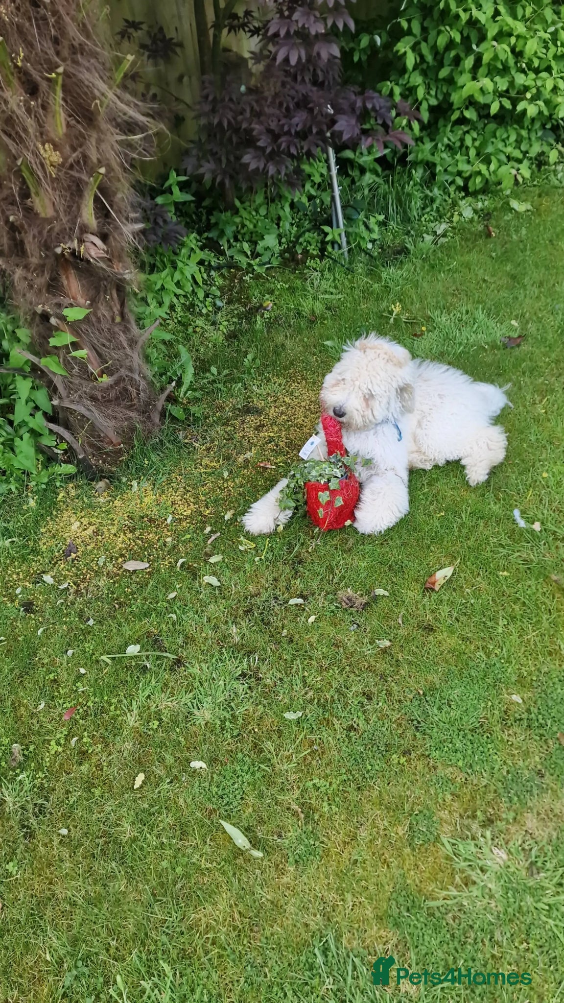 Standard Poodle dogs for stud: Standard White Poodle as stag - Advert 6