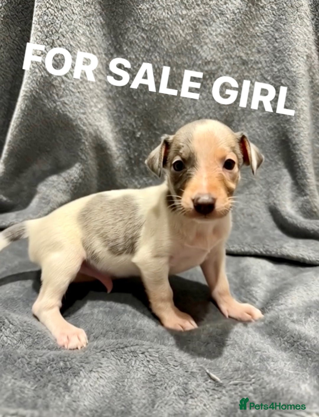 Whippet dogs for sale: whippet puppies - Image 6