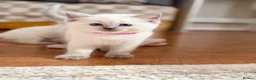 Ragdoll cats for sale: 🩵🔹💙Blue point ragdoll kittens💙🔹🩵 - Advert 3