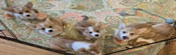 Welsh Corgi Pembroke dogs for sale: KC Registered Welsh Corgi Pembroke puppies in Horsham - Advert 1