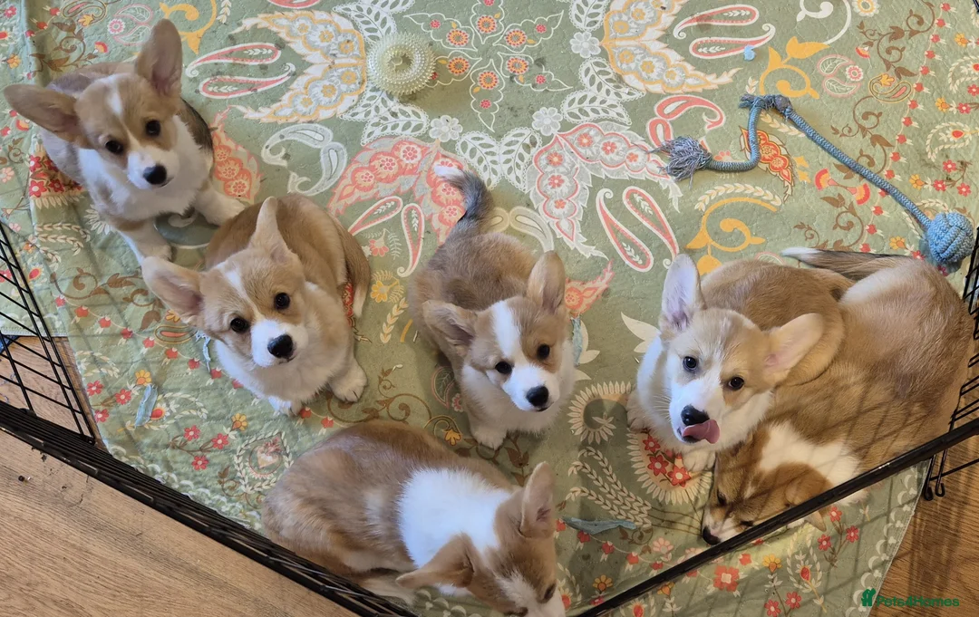 Welsh Corgi Pembroke dogs for sale: KC Registered Welsh Corgi Pembroke puppies in Horsham - Advert 1