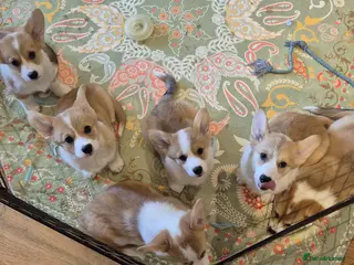Welsh Corgi Pembroke dogs KC Registered Welsh Corgi Pembroke puppies - Advert 12