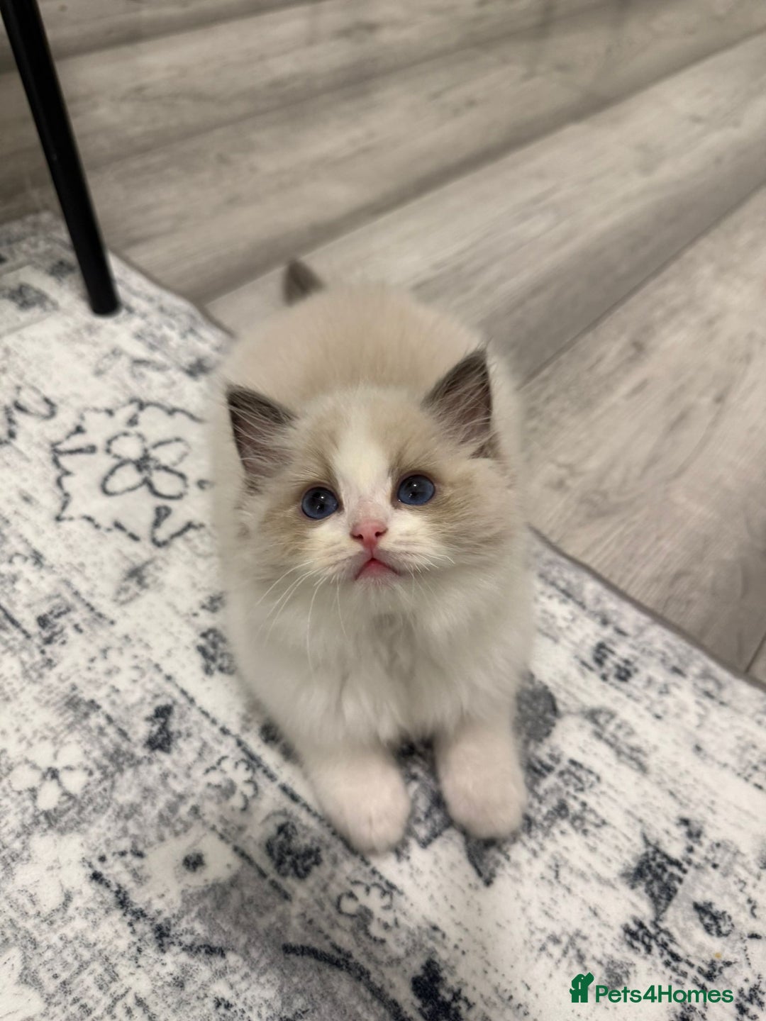 Ragdoll cats for sale: the last boy, registered with TICA - Image 15