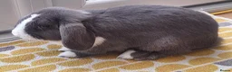 Mini Lop rabbits for sale: Gorgeous Friendly Bonded Mini Lops with New Hutch in Dartford - Advert 5