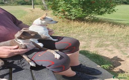 Italian Greyhound dogs for stud: Stud wanted  - Advert 4