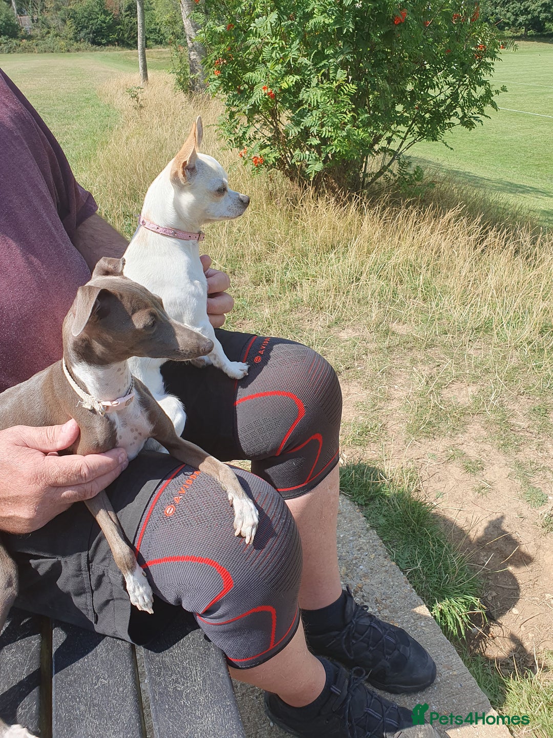 Italian Greyhound dogs for stud: Stud wanted  - Advert 4
