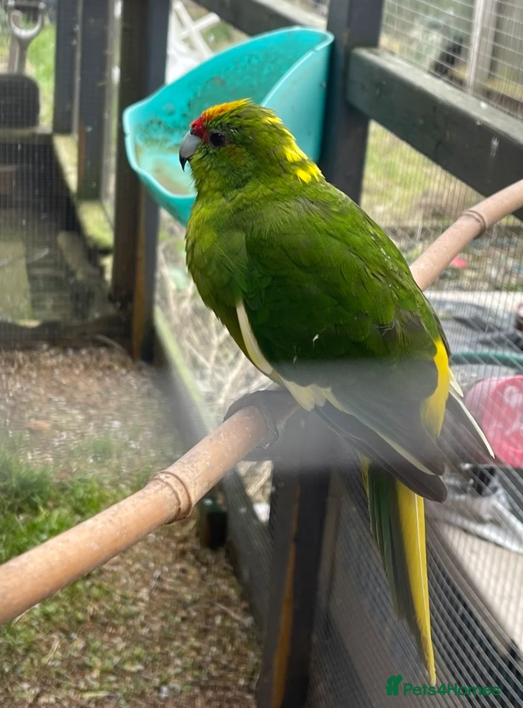 Parakeets birds for sale: Kakariki - Advert 2