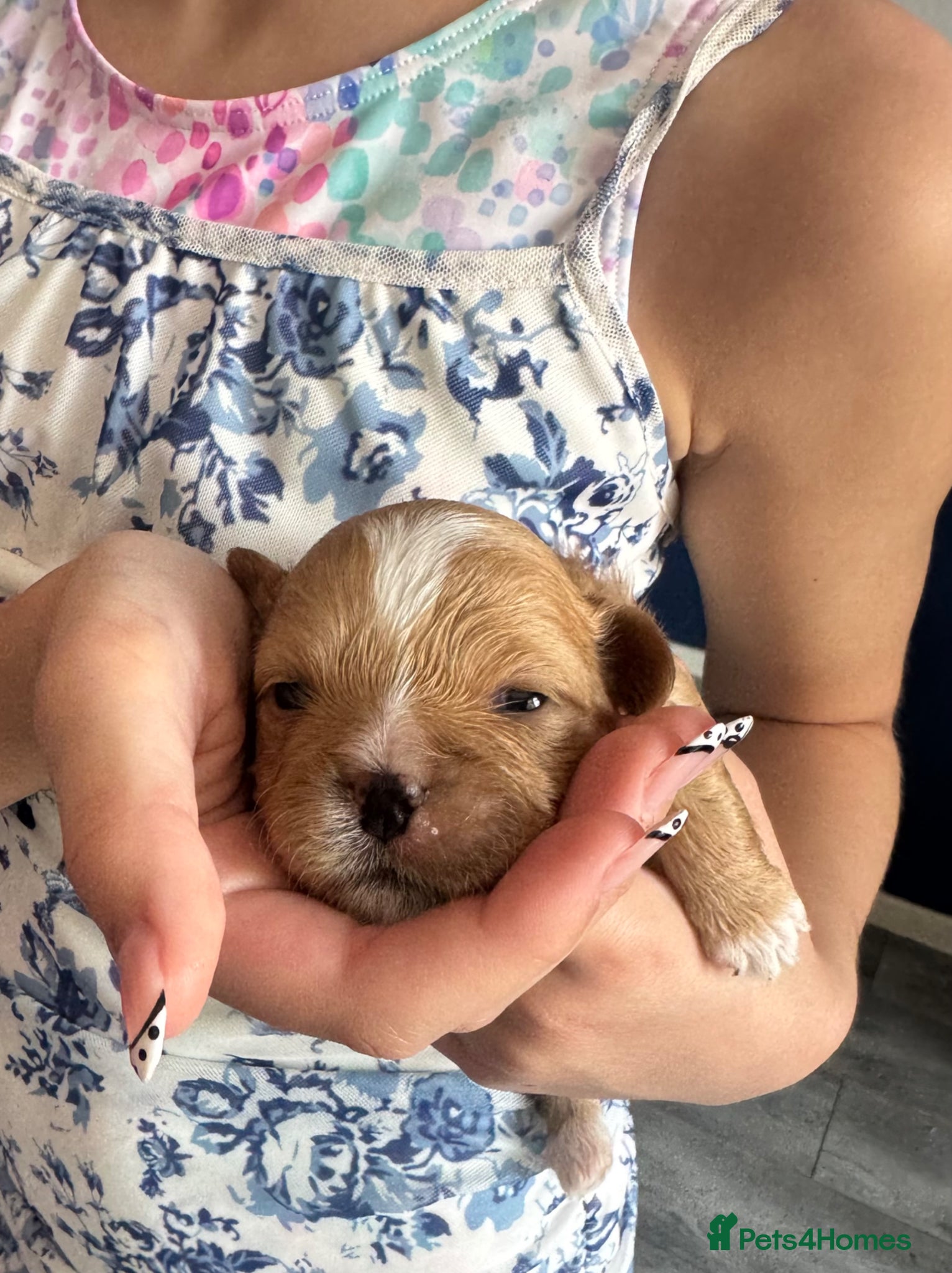 Shih Tzu dogs Last little Shih Tzu available  - Advert 5