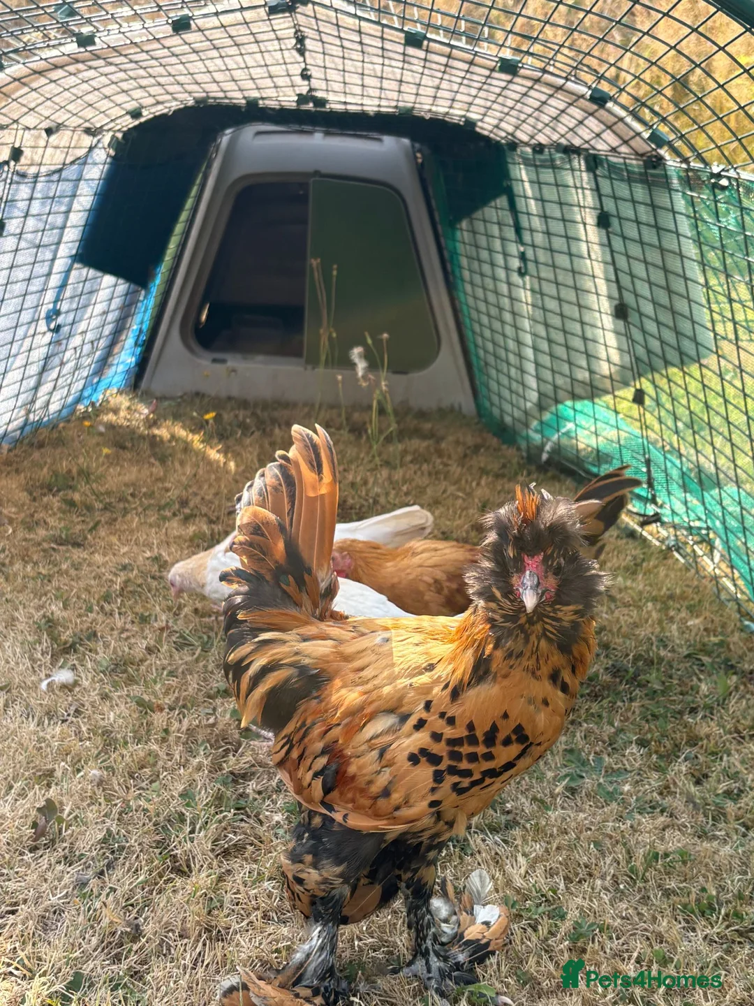 Chickens poultry for sale:  Young Pavlovskya Cockerel - Advert 2
