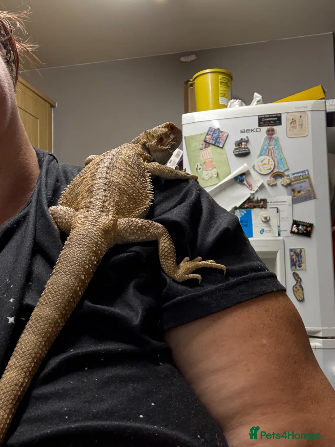 Bearded Dragon reptiles for sale: Bearded dragon  - Advert 1