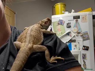 Bearded Dragon reptiles Bearded dragon - Advert 4