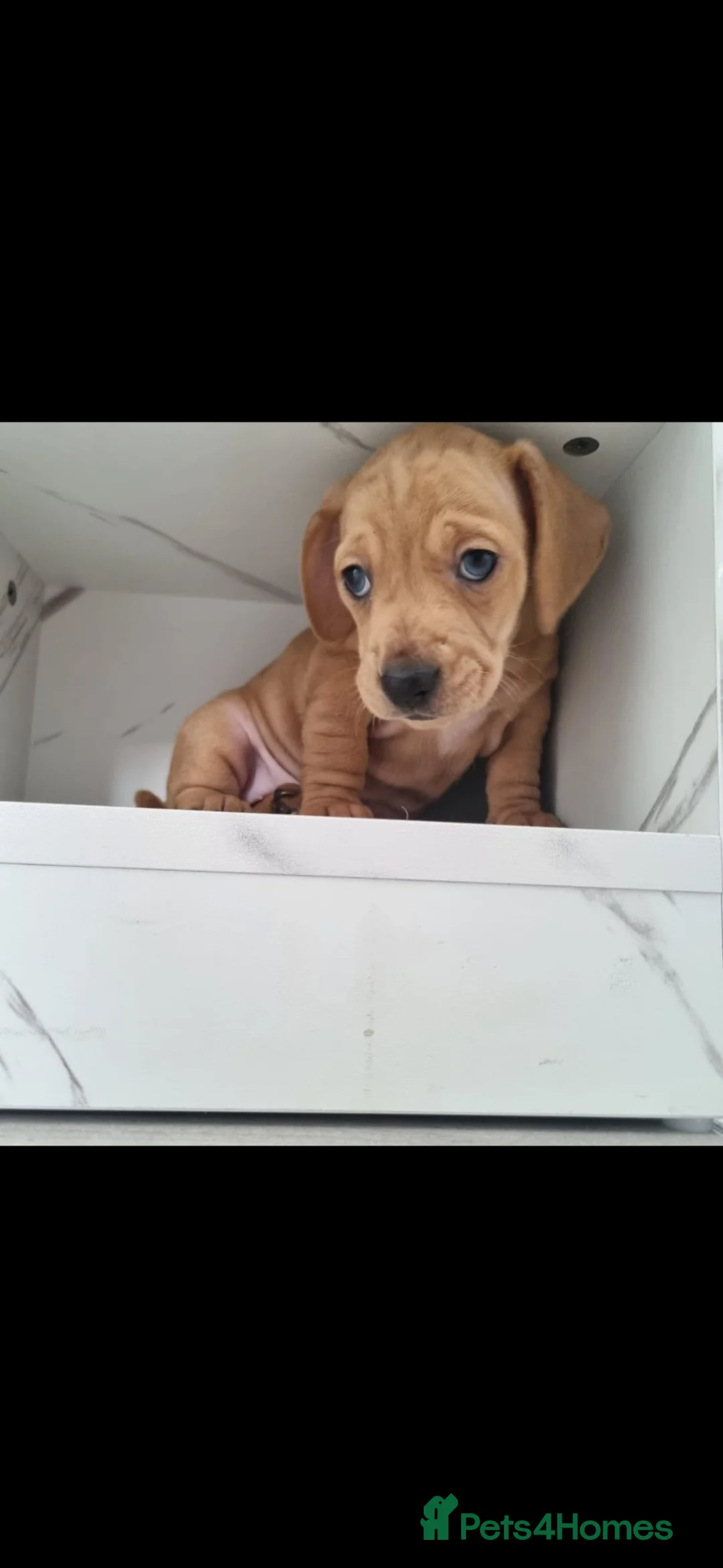 Dachshund dogs for sale: Miniature dachshund  - Advert 2