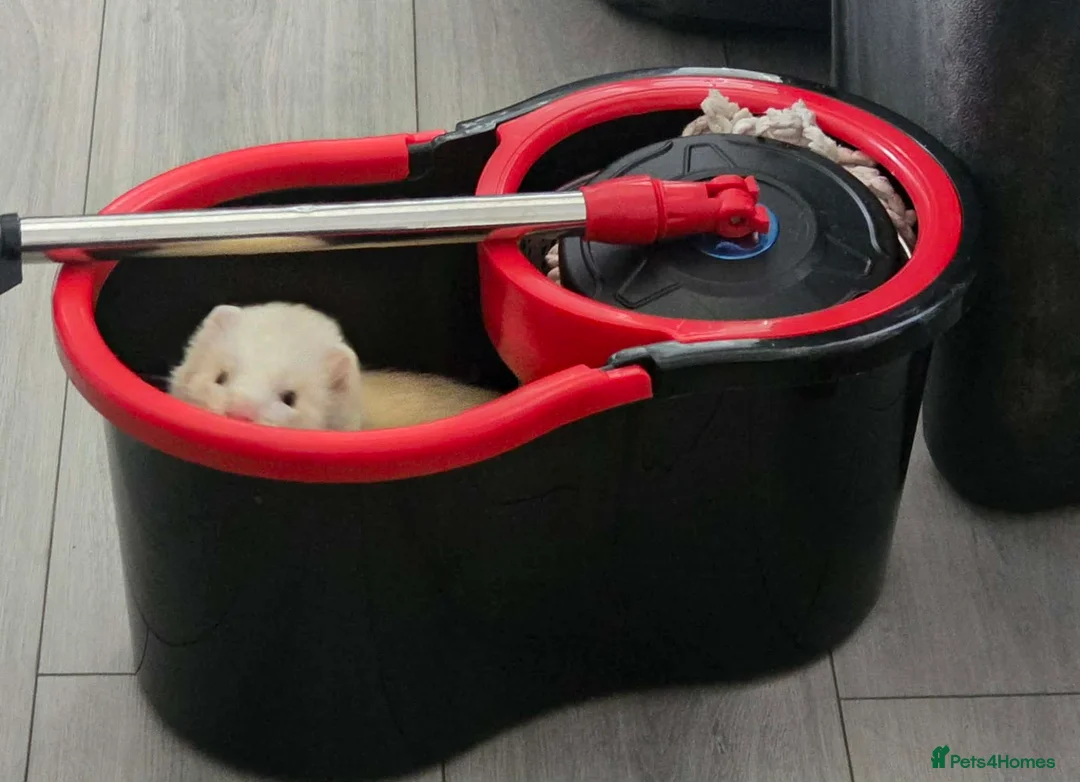 Ferret rodents for sale: Wanted - Advert 2