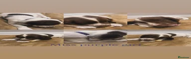 English Springer Spaniel Miss Purple