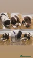 English Springer Spaniel Miss Purple