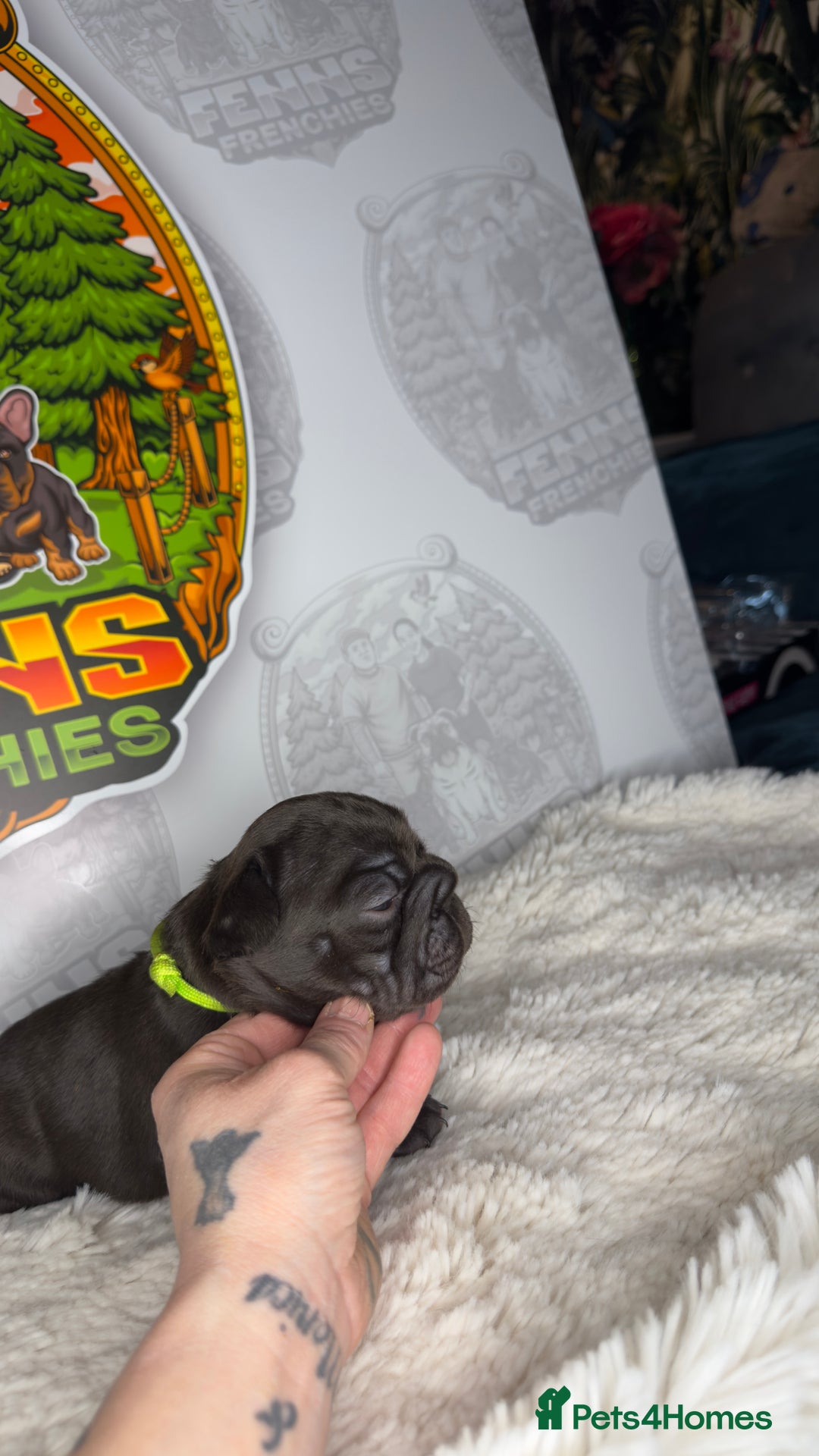 French Bulldog dogs for sale: Stunning litter of frenchies  - Advert 8