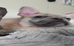 French Bulldog dogs for sale: GOLDEN French Bulldog  - Image 13