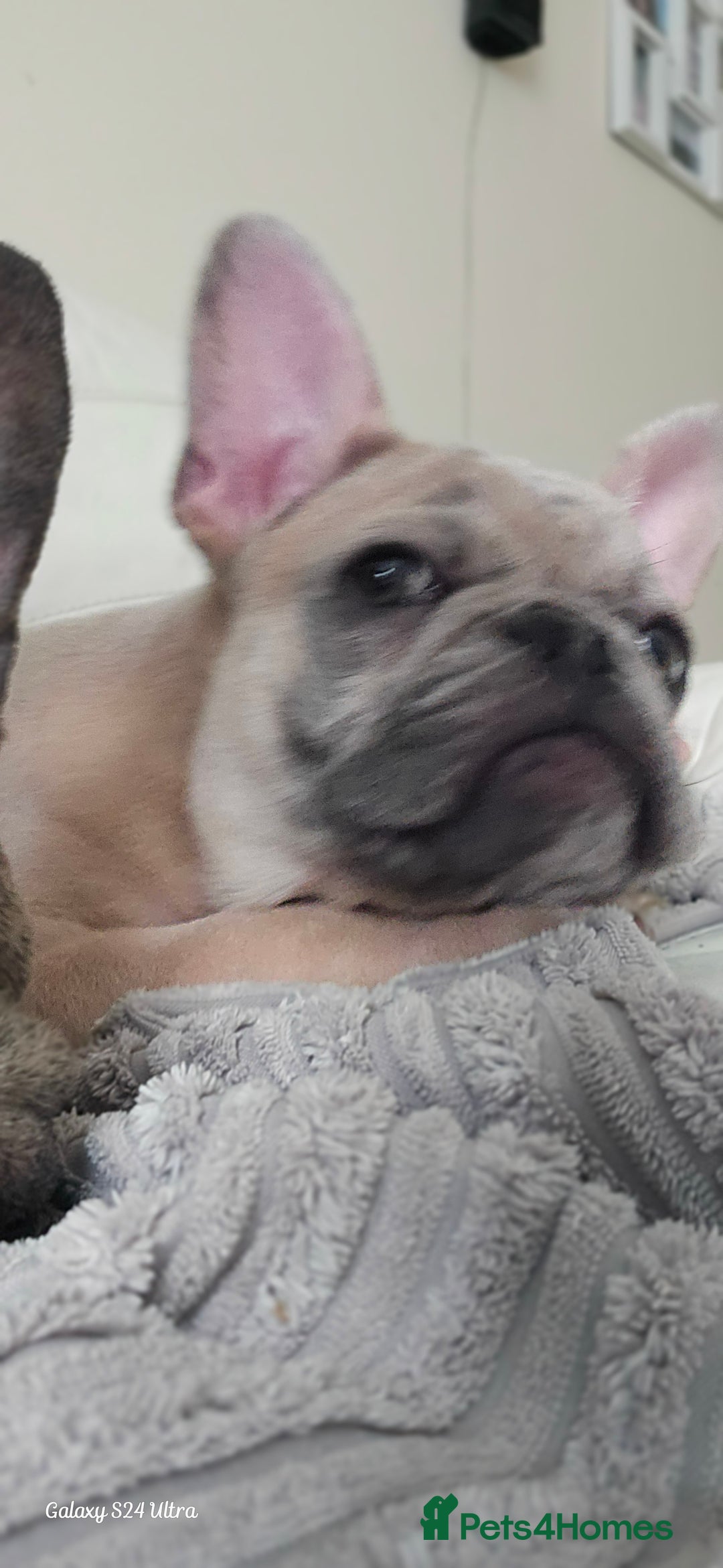 French Bulldog dogs for sale: GOLDEN French Bulldog  - Image 13