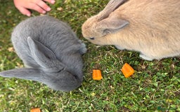 Mini Lop rabbits for sale: Bunny’s ready for 5 star homes  - Image 3