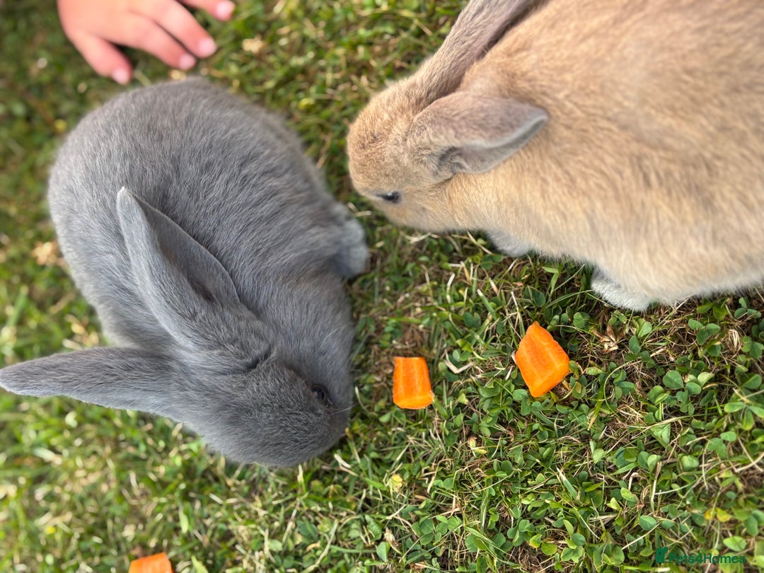 Mini Lop rabbits for sale: Bunny’s ready for 5 star homes  - Image 3