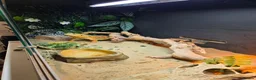 Bearded Dragon reptiles for sale: 1 year old female Bearded dragon  in Peterborough - Advert 3