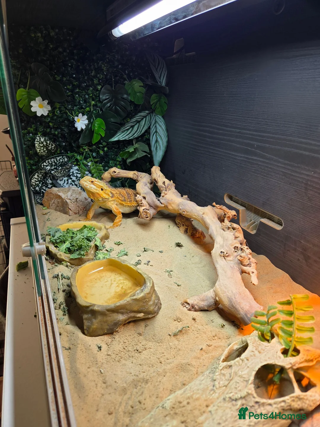 Bearded Dragon reptiles for sale: 1 year old female Bearded dragon  in Peterborough - Advert 3